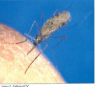 anopheles mosquit 